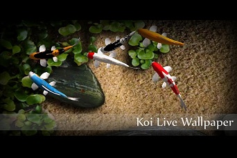 Phần mềm & game - Koi Live Wallpaper: ảnh nền động hồ cá đẹp như mơ cho Android